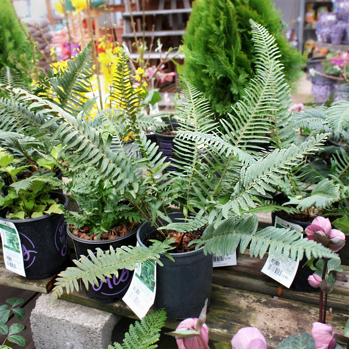 Polystichum munitum Sword Fern, 1 Gallon Perennials