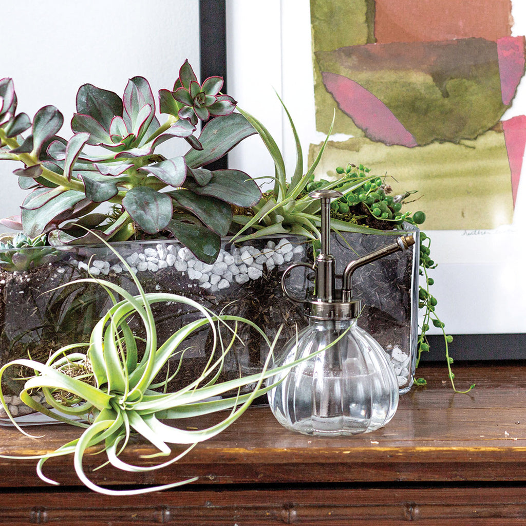 air plant mister Syndicate Vintage Plant Mister