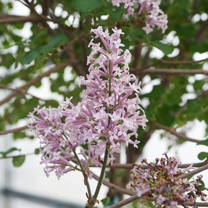 Syringa meyeri 'Palibin' Dwarf Korean Lilac, 36-48 Inches Shrubs