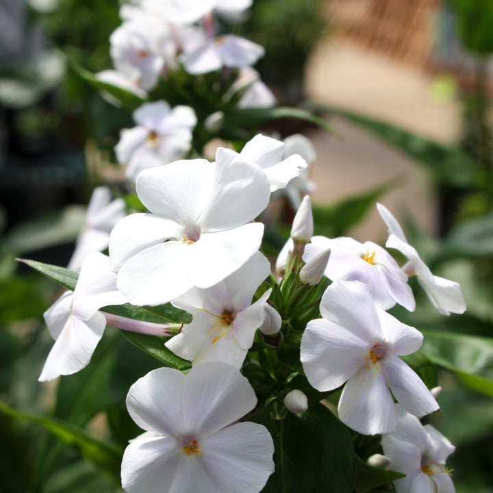 Phlox paniculata 'Fashionably Early Crystal' Garden Phlox, 1 Gallon Perennials