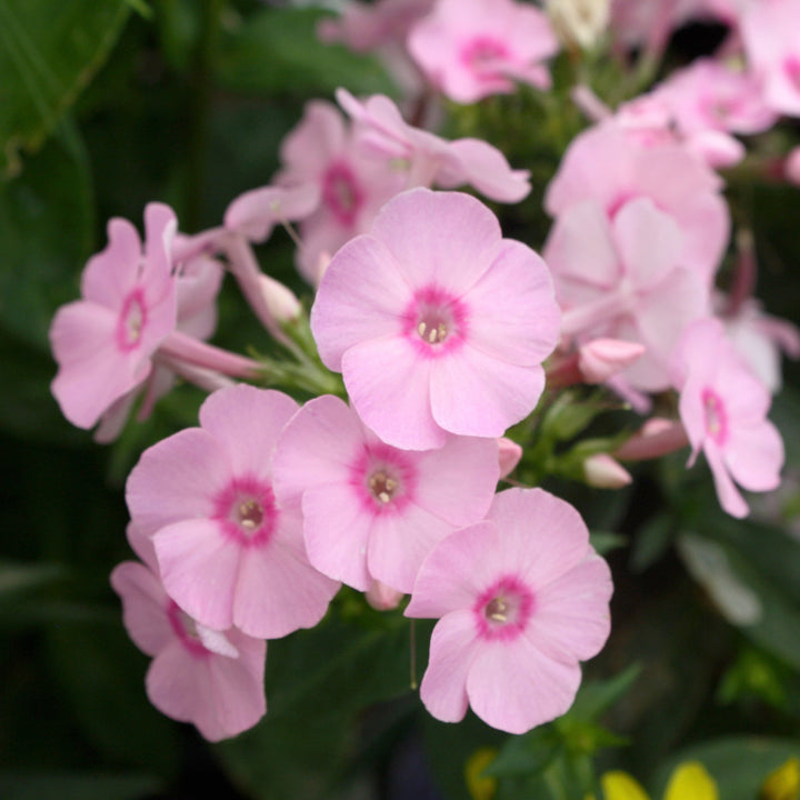 Phlox paniculata var. Flame Pro Pink Pop 'Flame Pro Pink Pop' Garden Phlox, 1 Gallon Perennials