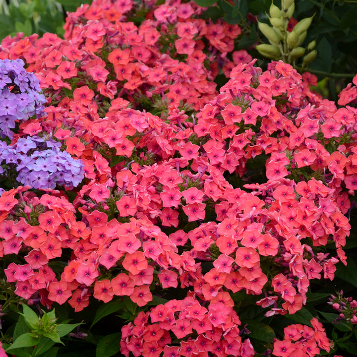 Phlox paniculata 'Flame Coral' PP22234 Garden Phlox, 1 Gallon Perennials