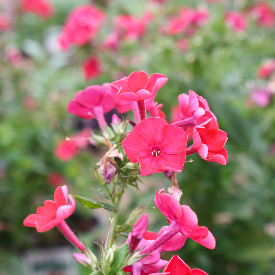 Al's Garden & Home 'Flame Red' Garden Phlox (Phlox paniculata), 1 Gallon perennial