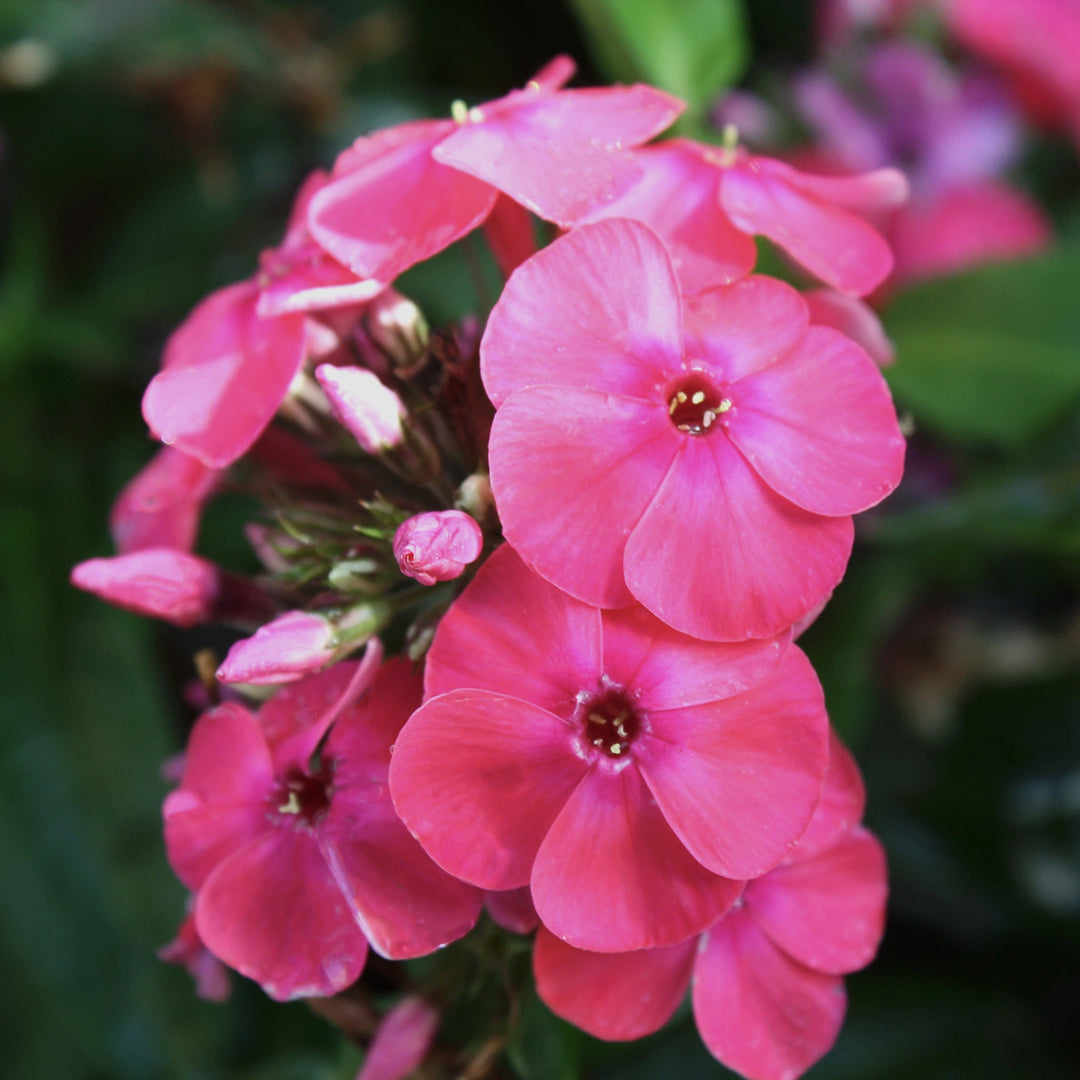 Phlox paniculata var. Flame Watermelon 'Flame Watermelon' Garden Phlox, 1 Gallon Perennials