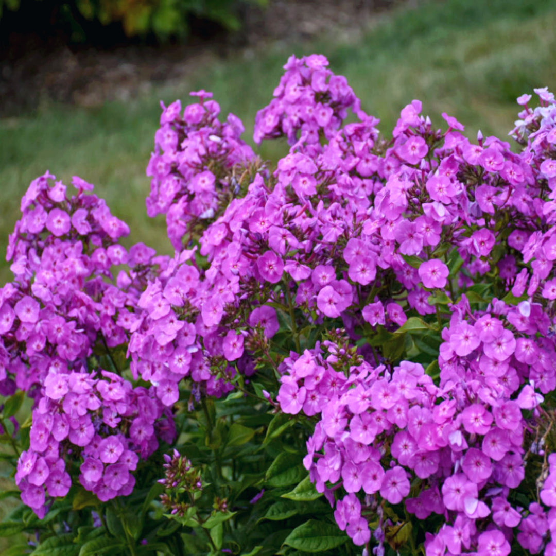 Phlox paniculata 'Cover Girl' PP32323 Garden Phlox, 1 Gallon Perennials