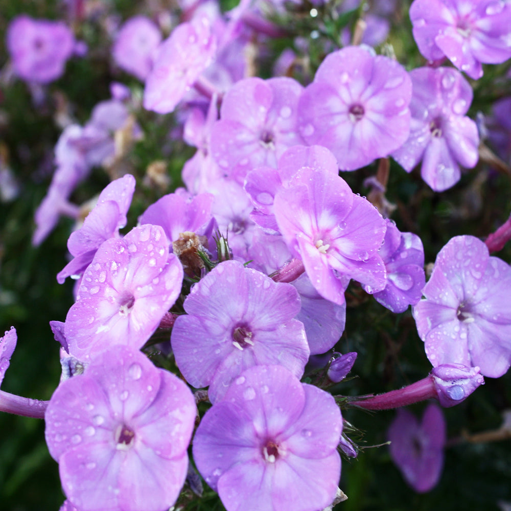 Phlox paniculata 'Cover Girl' PP32323 Garden Phlox, 1 Gallon Perennials