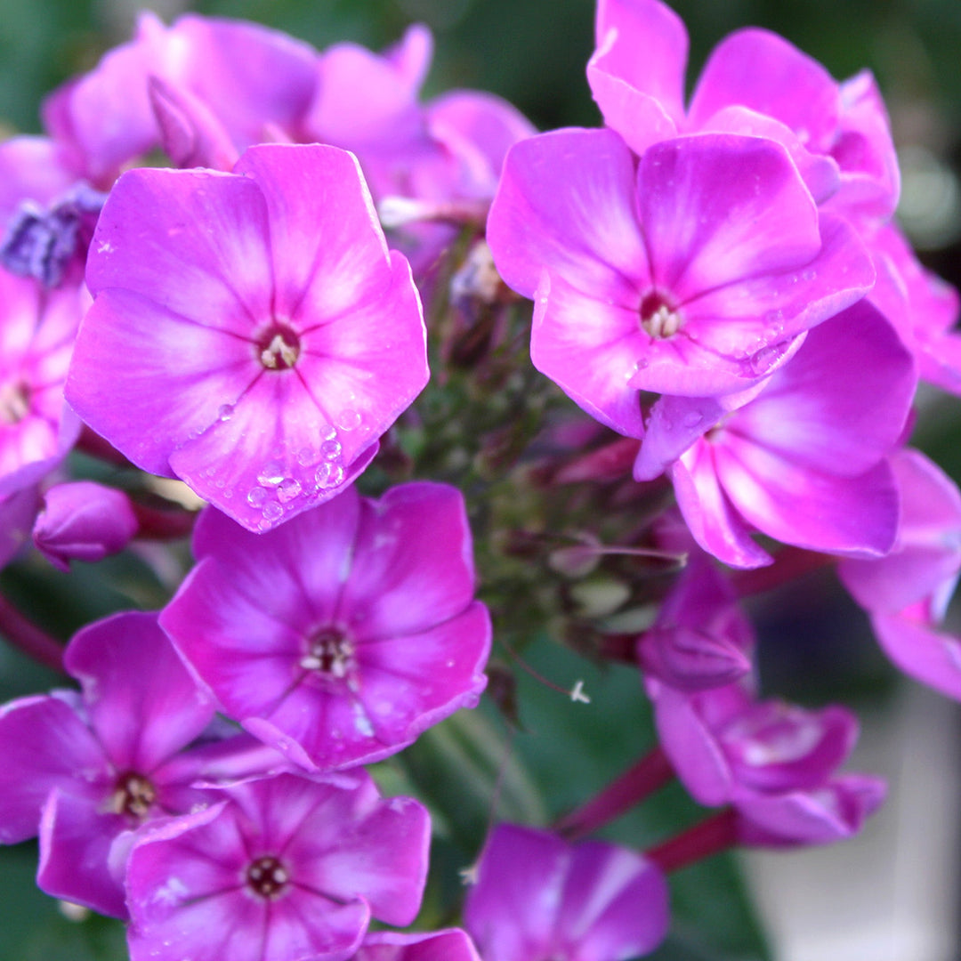 Phlox paniculata var. Sweet Summer Surprise 'Sweet Summer Surprise' Garden Phlox, 1 Gallon Perennials