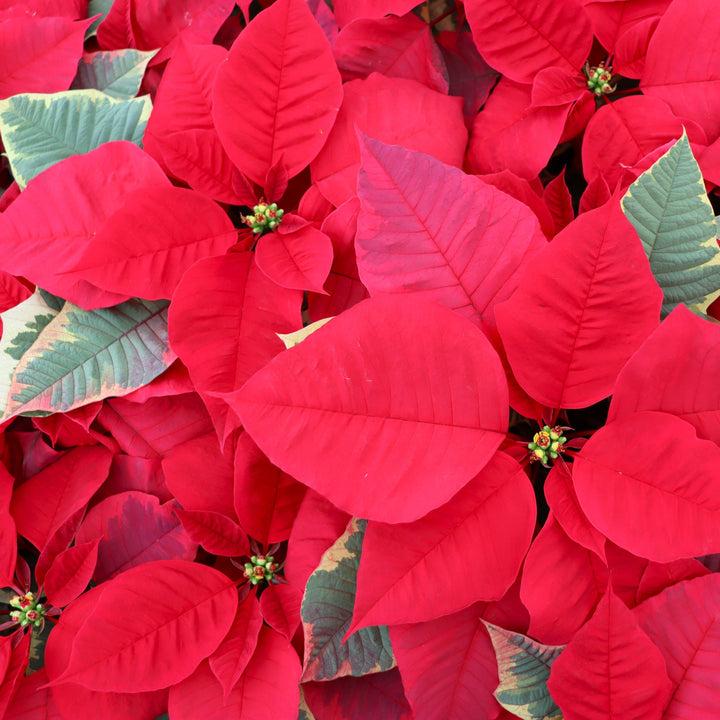 Euphorbia pulcherrima 'Tapestry' Classic Poinsettia, 4 Inch Houseplants