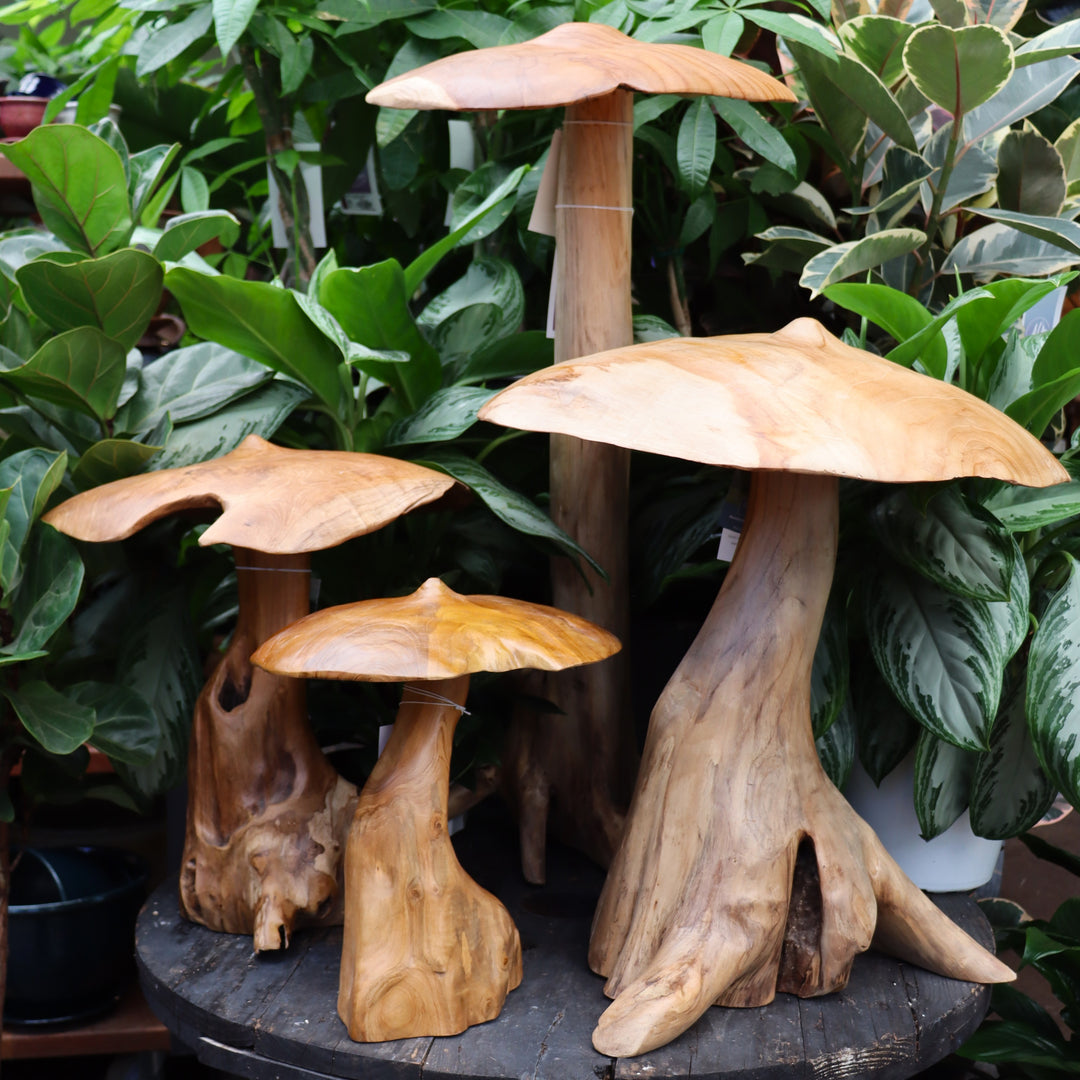 Teak Mushroom