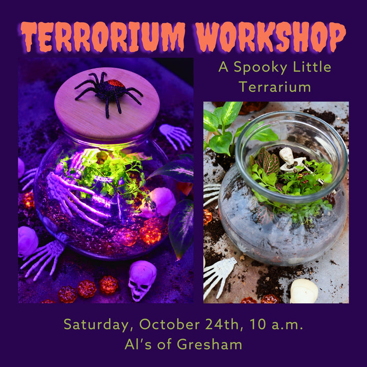 Terrorium Workshop - Gresham