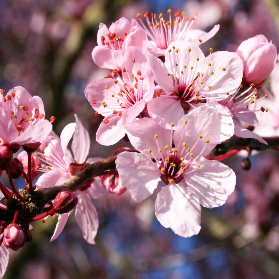 Prunus cerasifera 'Thundercloud' Flowering Plum, 15 Gallon Trees