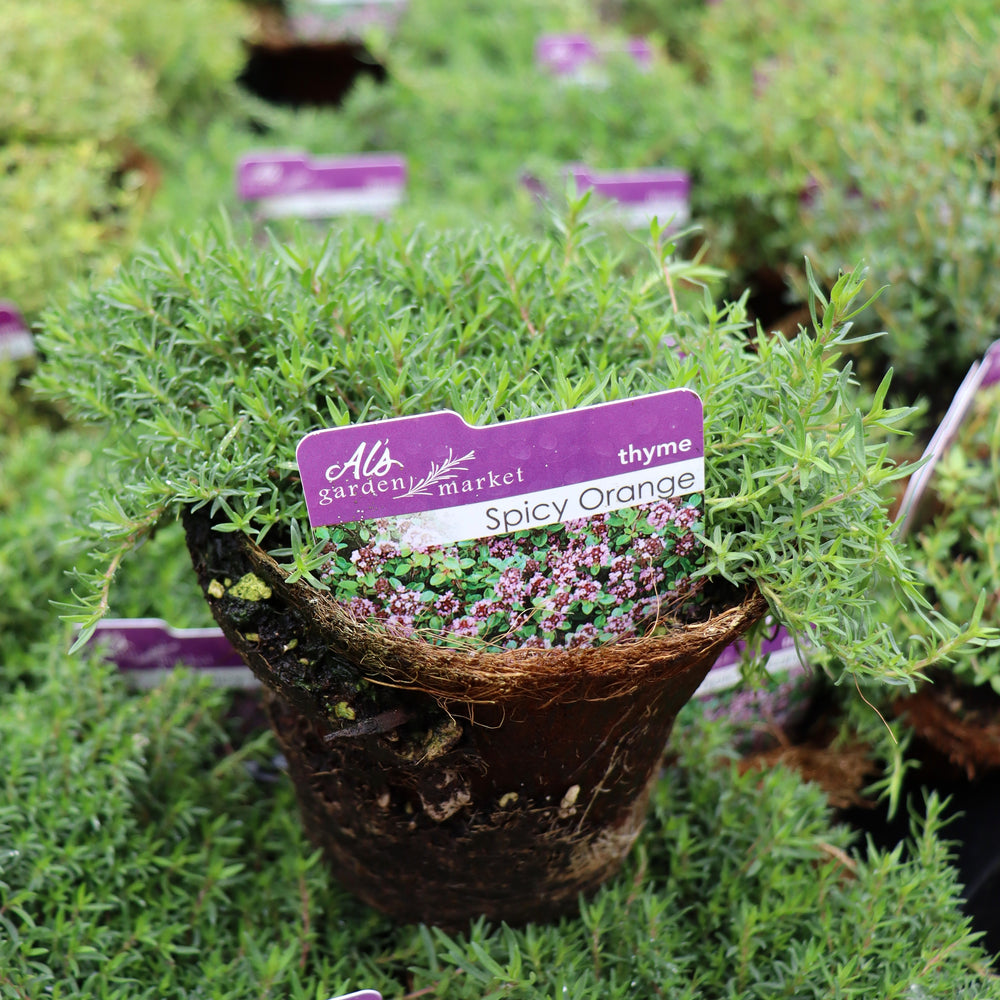 Thyme