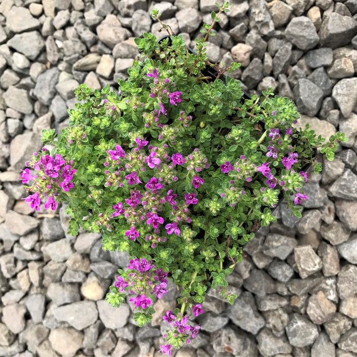 Thymus serpyllum 'Pink Chintz' Creeping Thyme, 1 Quart Perennials