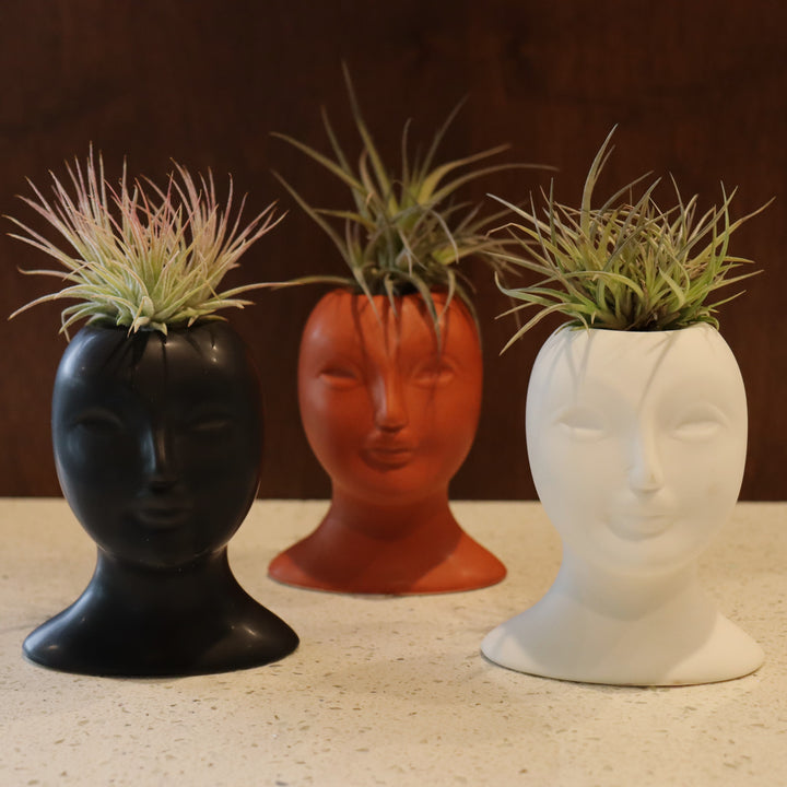 Rainforest Flora generic Tillandsia Head Planter, Black Head Planter houseplant