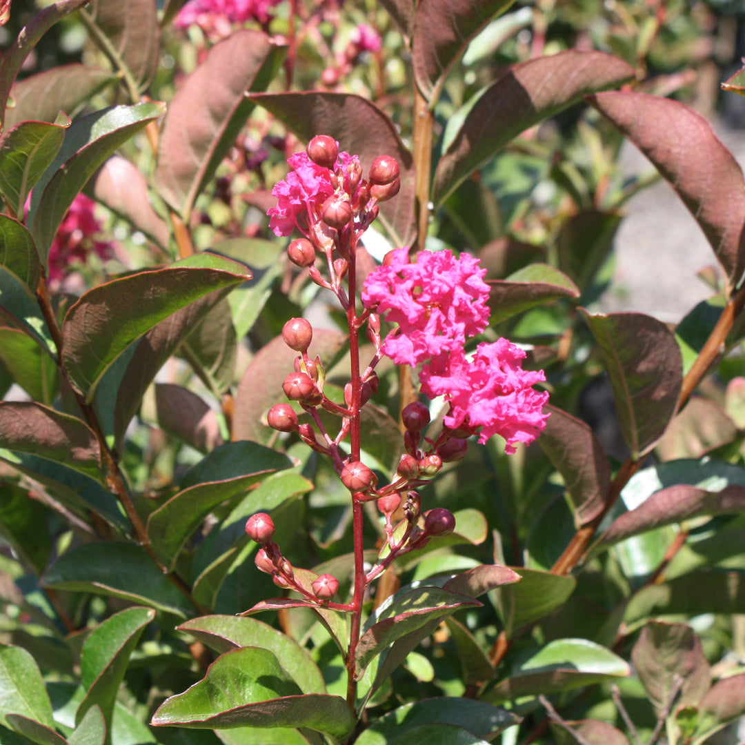 Lagerstroemia fauriei x indica 'Tonto' Crape Myrtle, Shrub