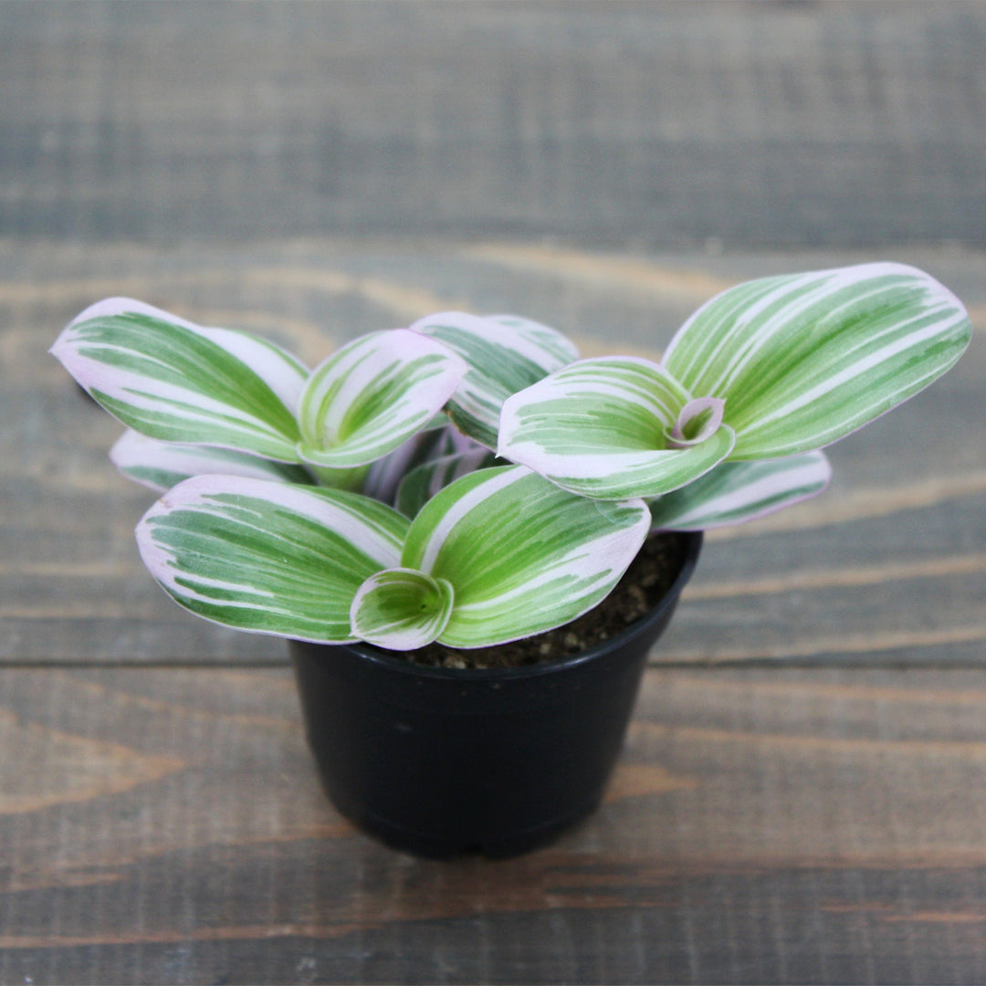 Tradescantia albiflora 'Nanouk' Small-Leaf Tradescantia, 2 Inch Houseplants