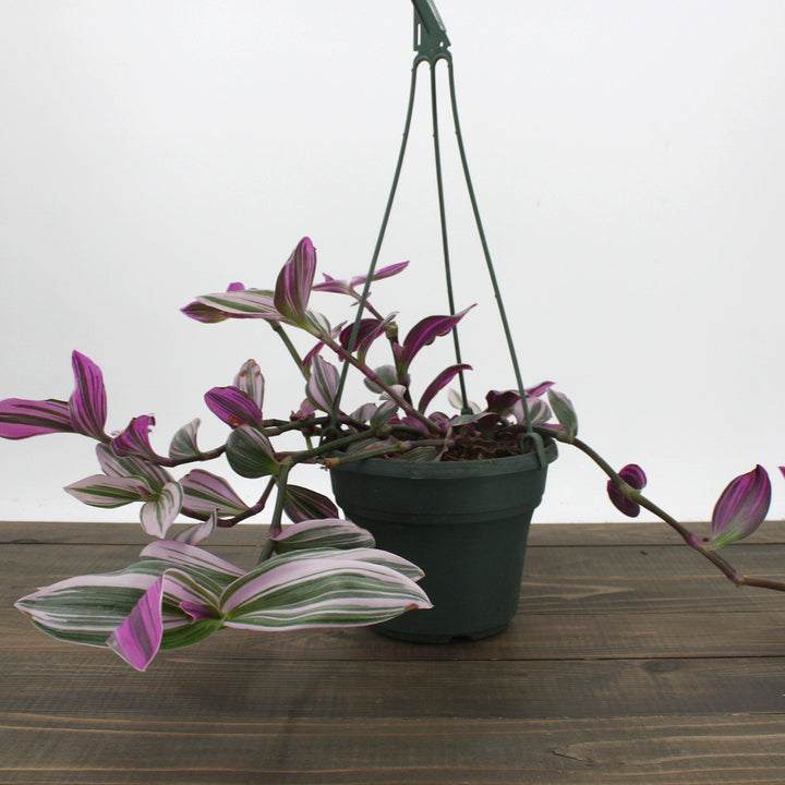 Tradescantia albiflora 'Nanouk' Small-Leaf Tradescantia, 6 Inch Houseplants