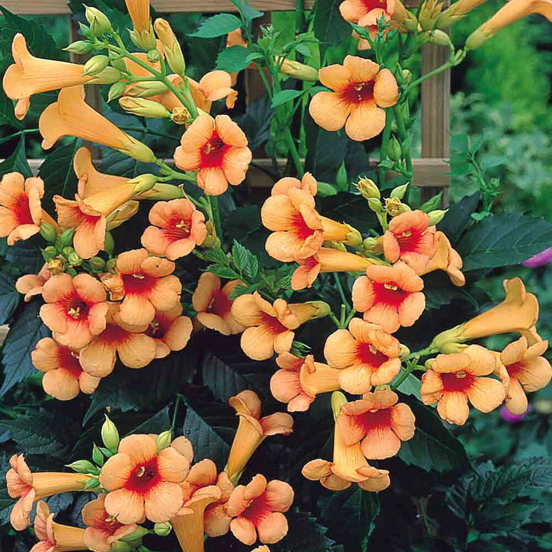 Campsis x tagliabuana 'Indian Summer' PP13139 Trumpet Creeper, 1 Gallon Vines