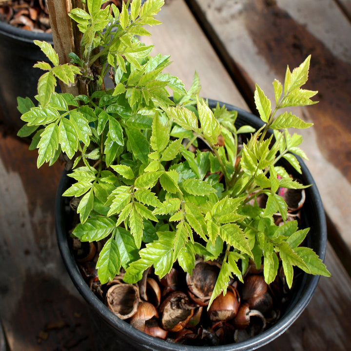Campsis x tagliabuana 'Indian Summer' PP13139 Trumpet Creeper, 1 Gallon Vines
