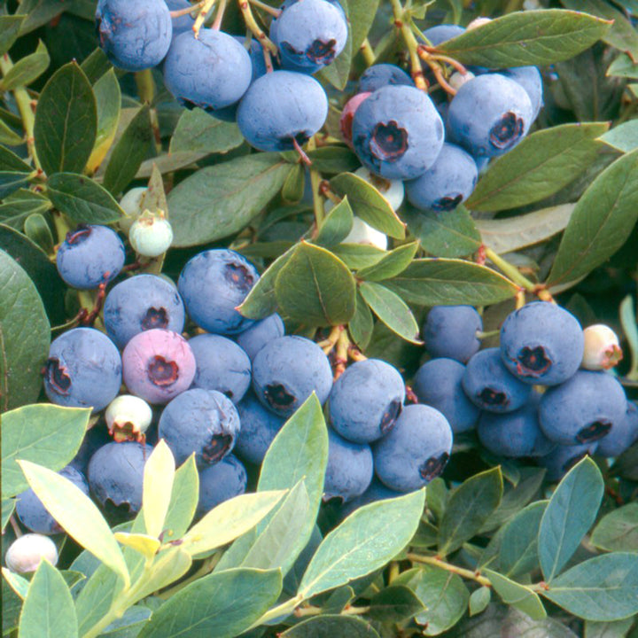 Al's Garden & Home 'Sunshine Blue' Blueberry (Vaccinium), 1 Gallon edible shrub