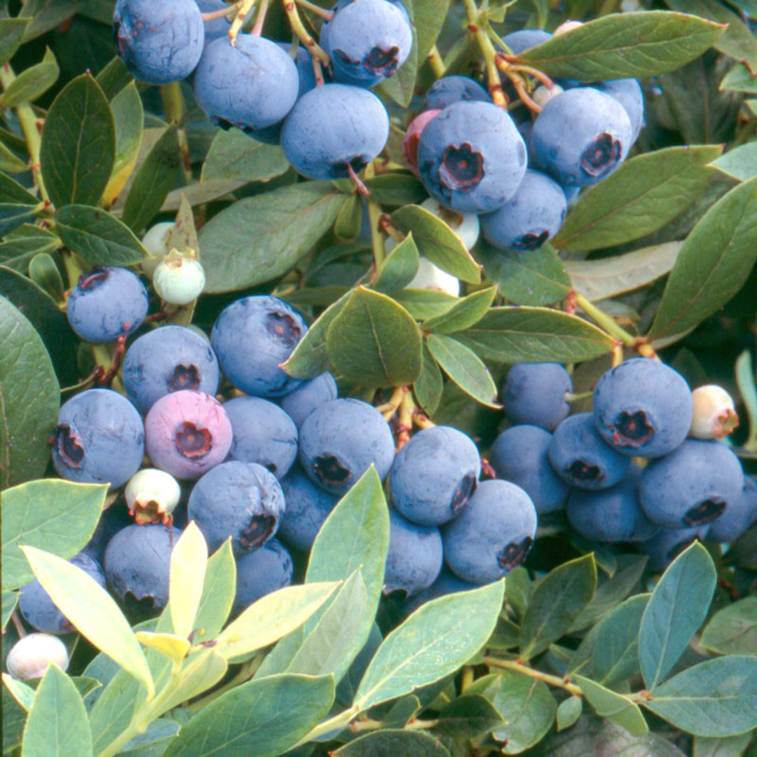 Vaccinium x 'Sunshine Blue' Blueberry, 5 Gallon Shrubs