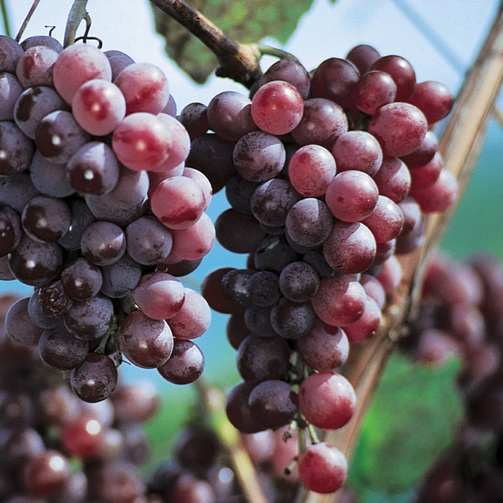 Vitis vinifera 'Vanessa' European Wine Grape, 2 Gallon Vines
