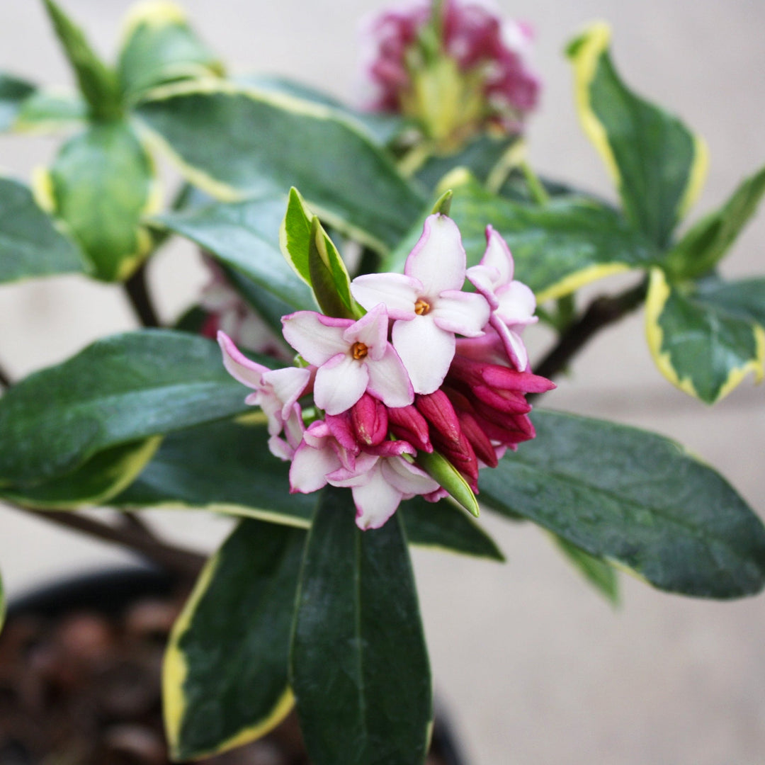 Daphne odora 'Aureo-marginata' Winter Daphne, 1 Gallon Shrubs