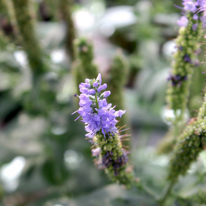 Veronica longifolia 'Alllord' PP23294 Veronica, 2 Gallon Perennials