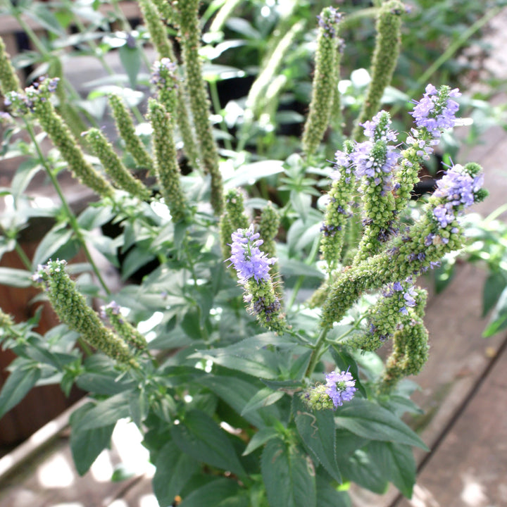 Veronica longifolia 'Alllord' PP23294 Veronica, 2 Gallon Perennials
