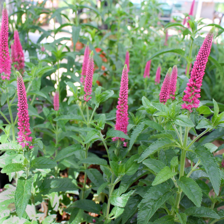 Veronica longifolia 'Alllove' PP21478 Veronica, 2 Gallon Perennials