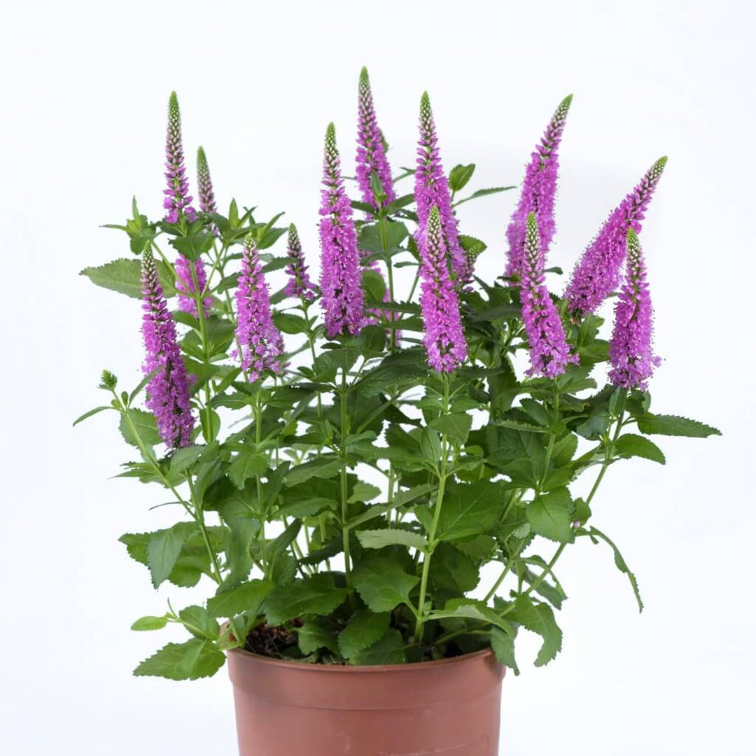Veronica spicata 'Ronica Fuchsia' Veronica, 1 Gallon Perennials