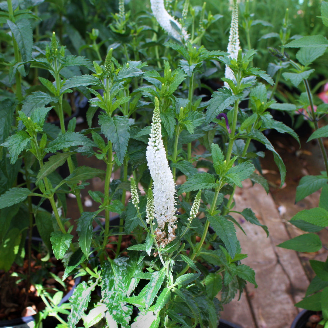 Veronica longifolia 'Allvbride' PP29854 Veronica, 2 Gallon Perennials