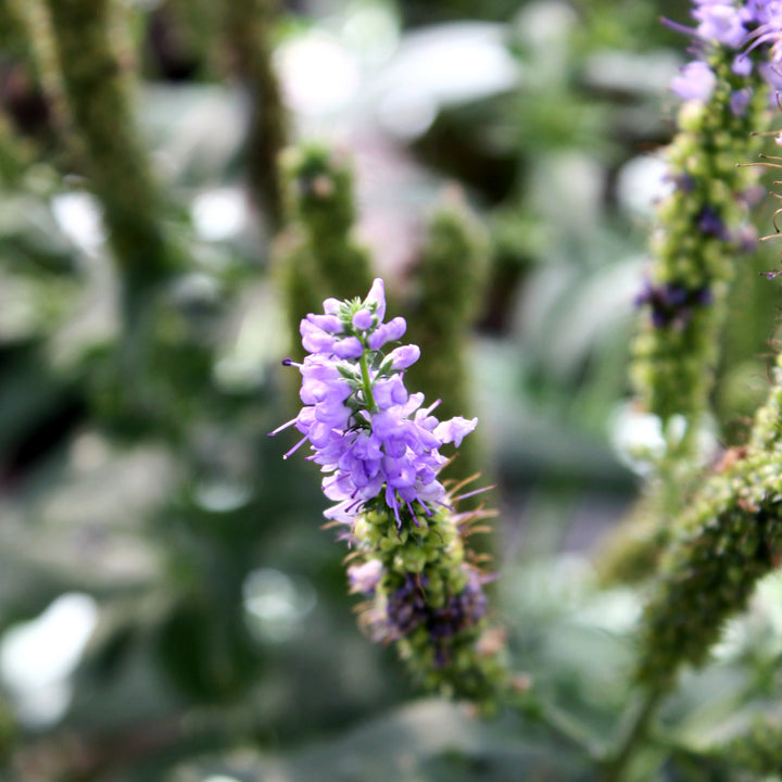 Veronica longifolia 'Allkiss' Veronica, 1 Gallon Perennials