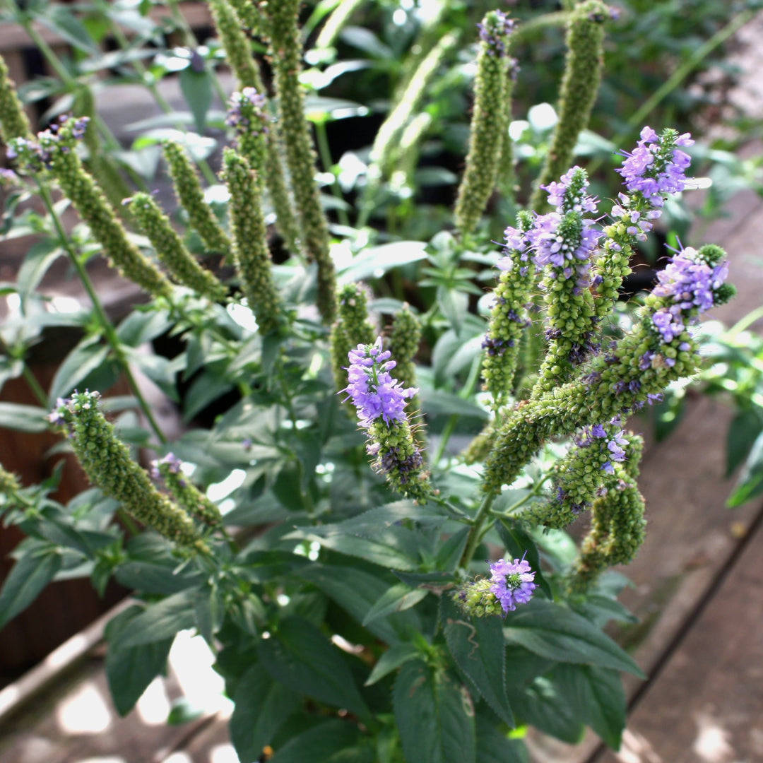 Veronica longifolia 'Alllord' PP23294 Veronica, 1 Gallon Perennials