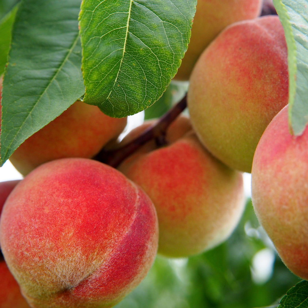 Prunus persica 'Veteran' Semi-Dwarf Peach, Bare Root Peach Tree, Tree