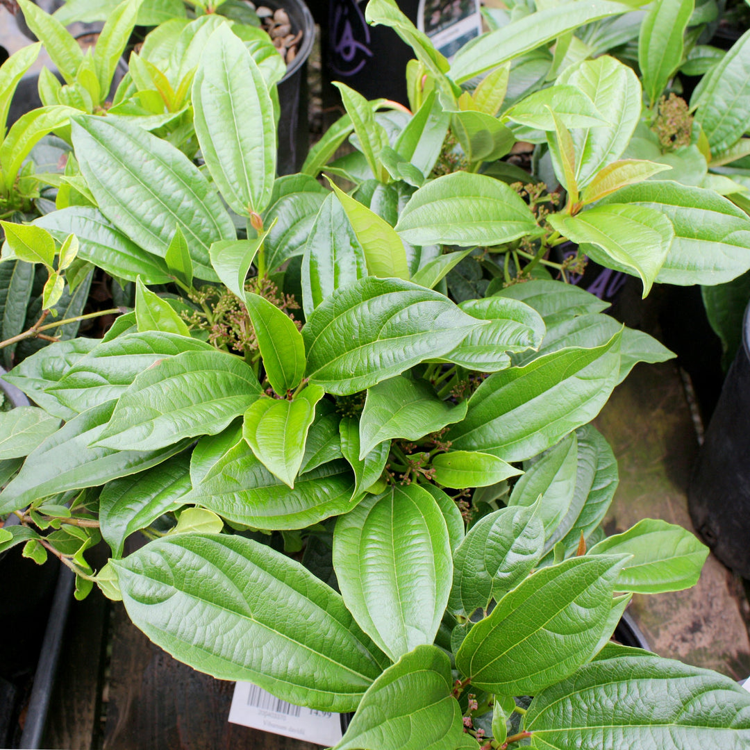 Viburnum davidii Davidii Viburnum, 1 Gallon Shrubs