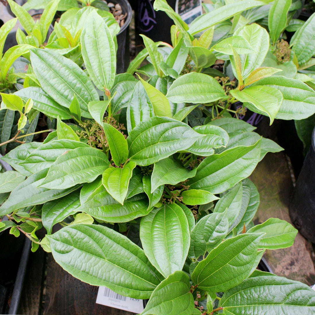 Viburnum davidii Davidii Viburnum, 1 Gallon Shrubs