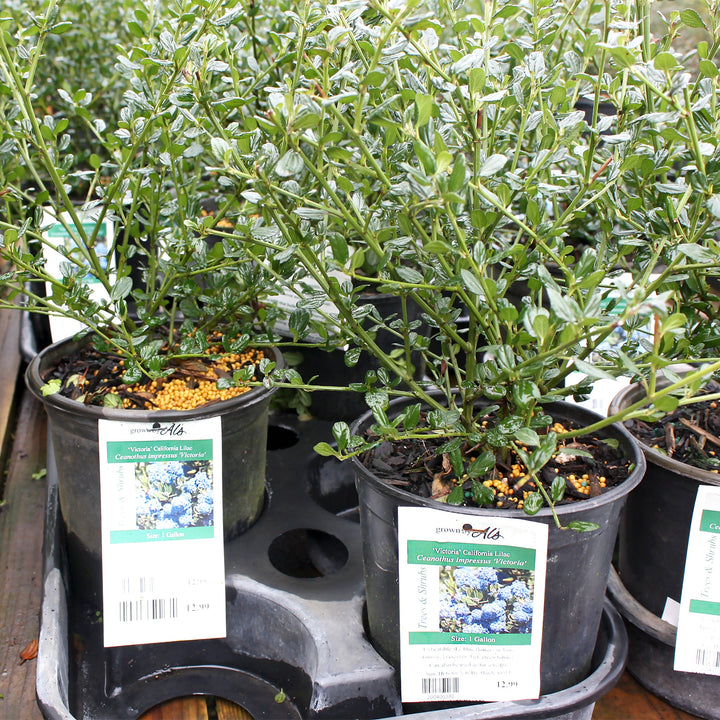 Ceanothus impressus 'Victoria' California Lilac, 1 Gallon Shrubs