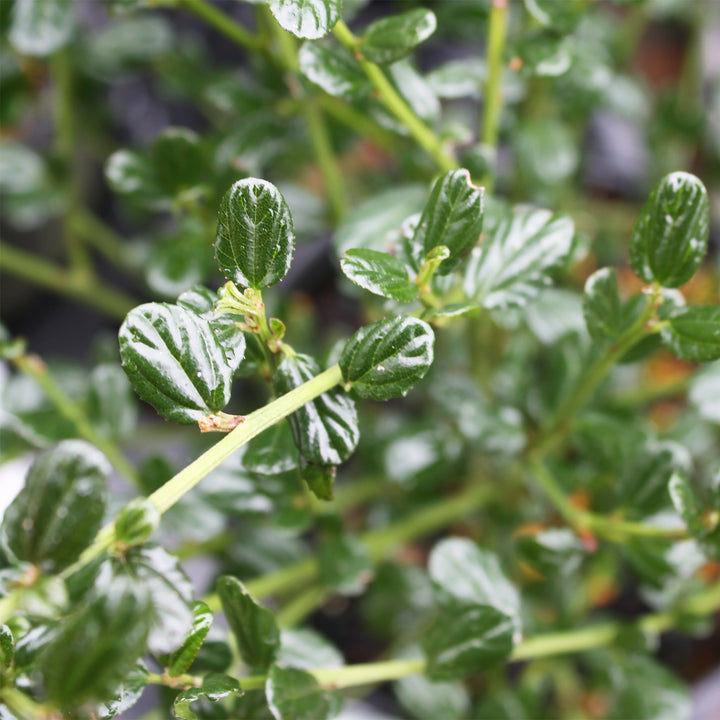 Ceanothus impressus 'Victoria' California Lilac, 1 Gallon Shrubs