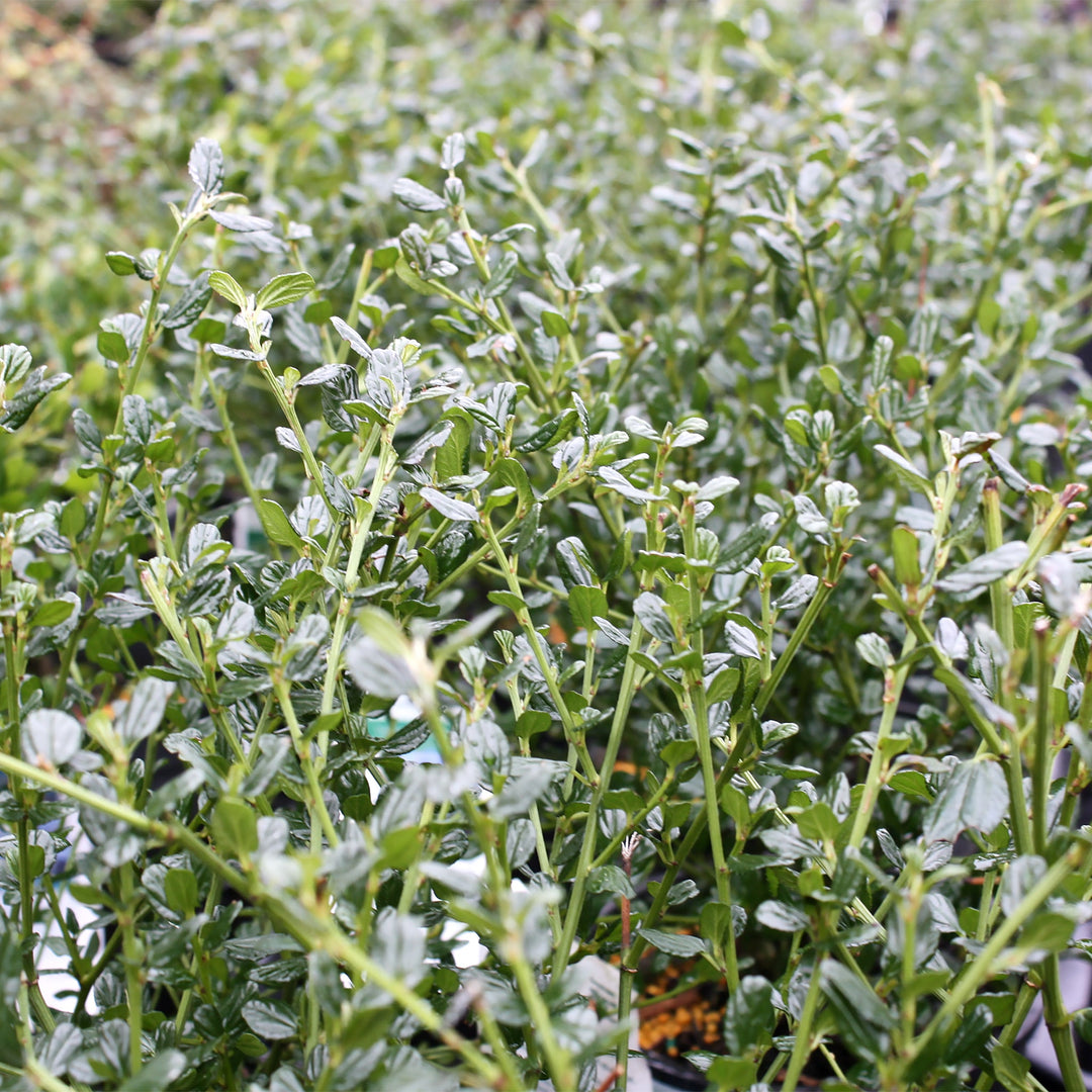 Ceanothus impressus 'Victoria' California Lilac, 1 Gallon Shrubs