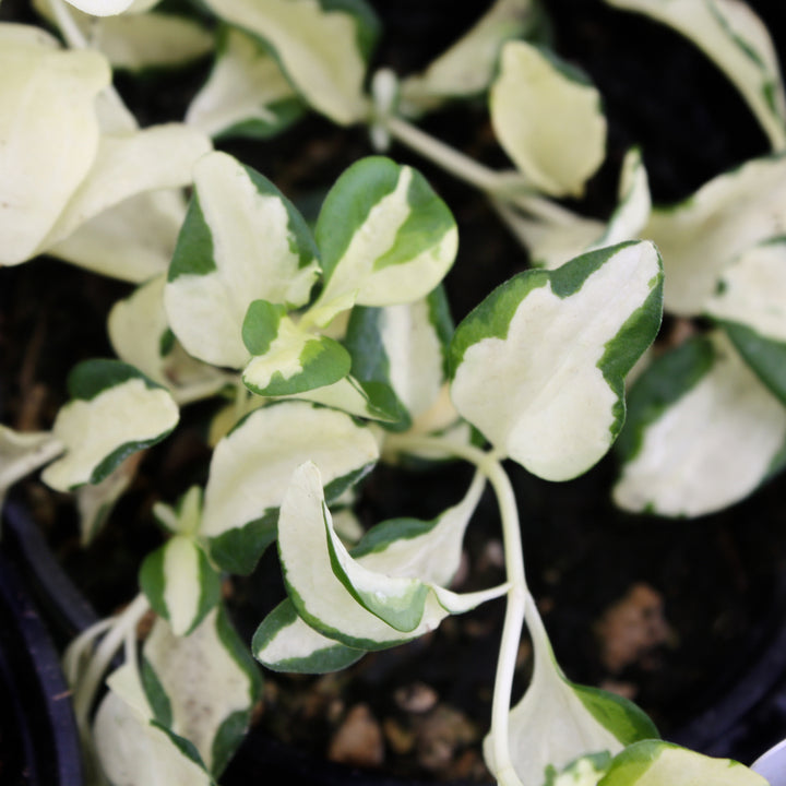 Al's Garden & Home 'Wojo's Jem' Maculata Periwinkle (Vinca maculata), 4 Inch annual