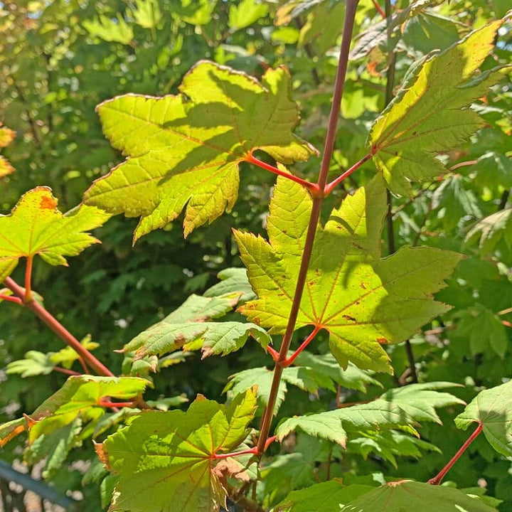Acer circinatum Vine Maple, 7 Gallon Trees