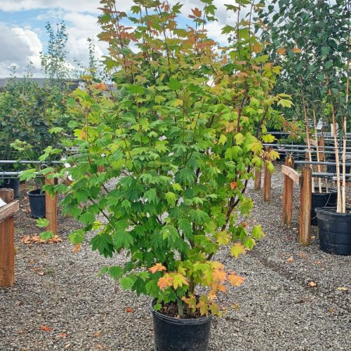 Acer circinatum Vine Maple, 7 Gallon Trees