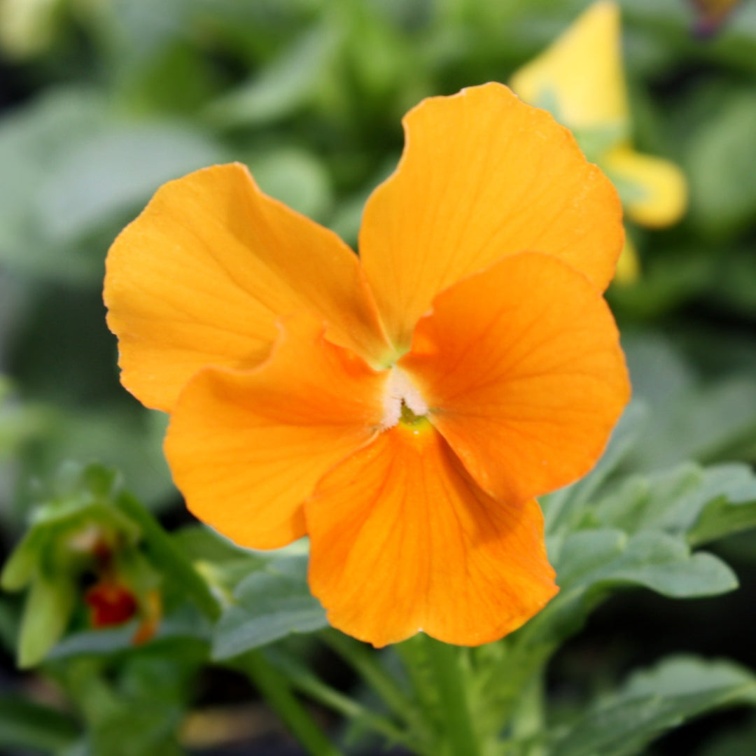 Viola Viola, 4 Inch Annuals