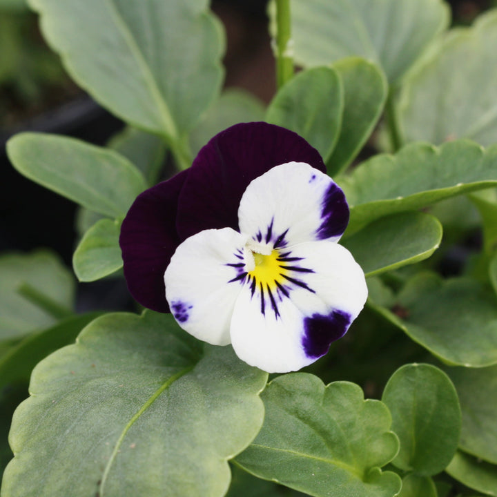 Viola Viola, 4 Inch Annuals