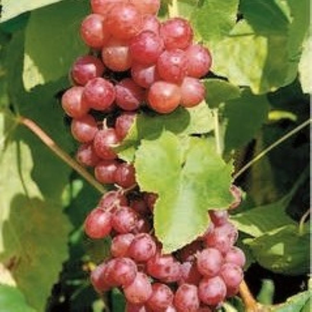 Al's Garden & Home 'Flame Red Seedless' Grape Vine (Vitis), 2 Gallon edible vine