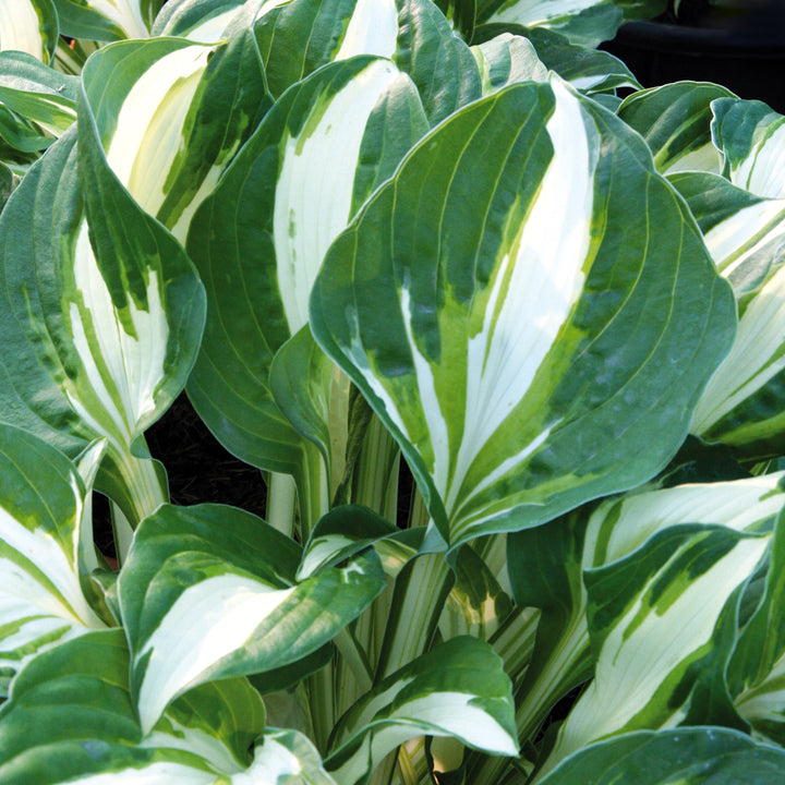 Hosta x 'Vulcan' Hosta, Perennial