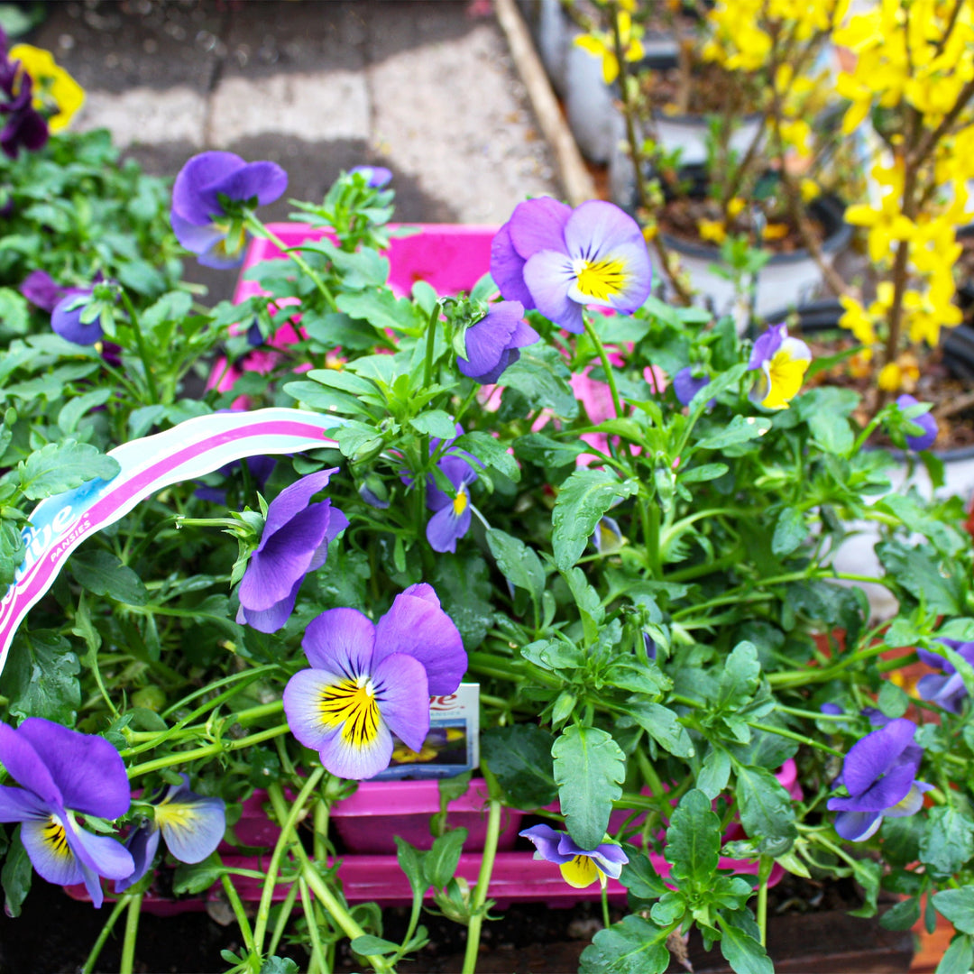 Viola x wittrockiana Trailing Pansy, 6-Pack Annuals