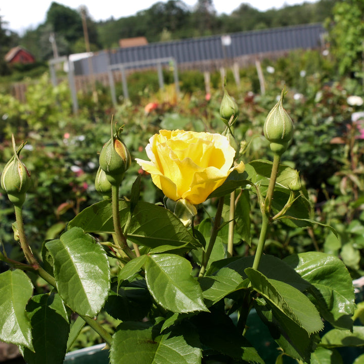 Rosa x 'Weksirjuci' Grandiflora Rose, 5 Gallon Shrubs