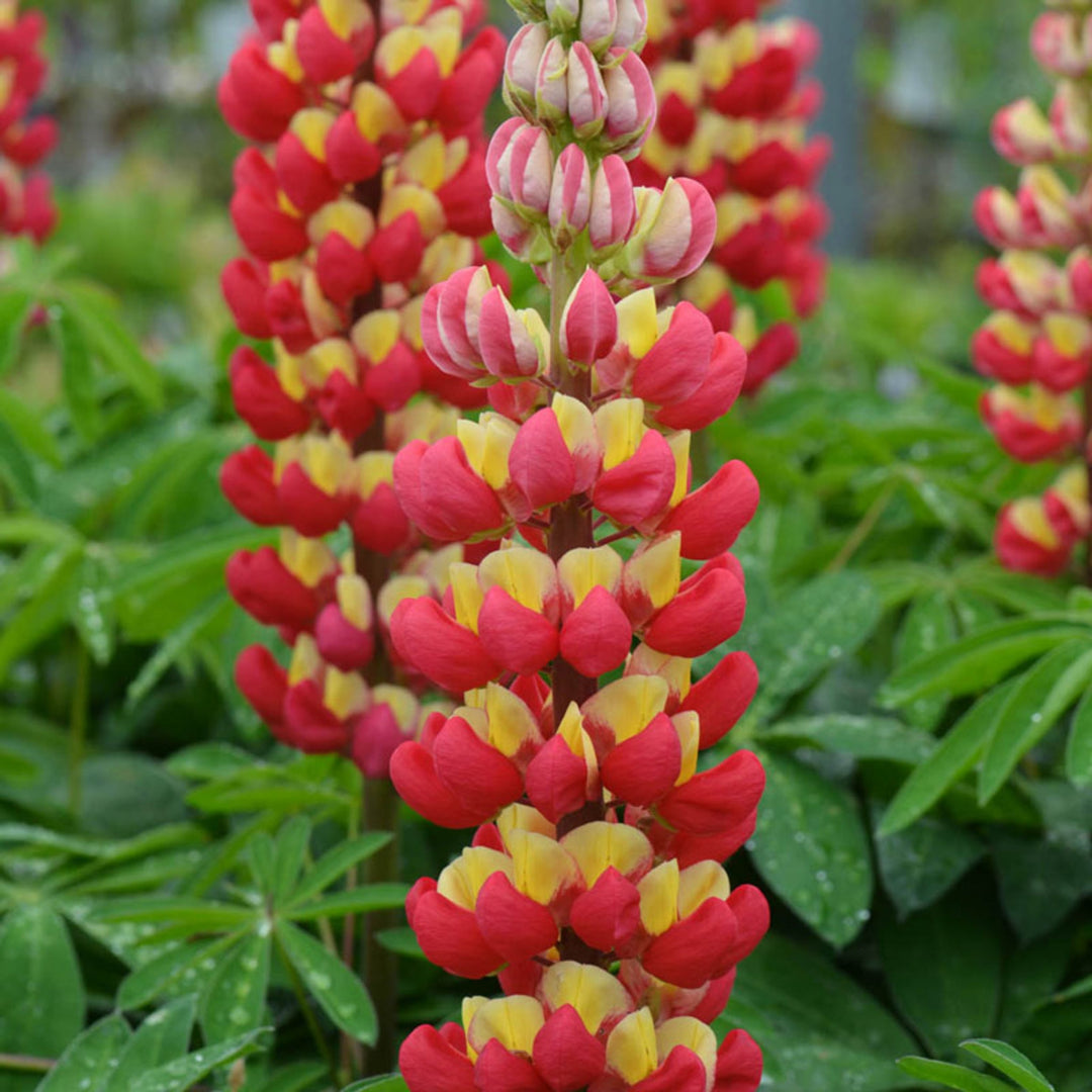 Lupinus polyphyllus 'Tequila Flame' PP23047 Garden Lupine, 2 Gallon Perennials